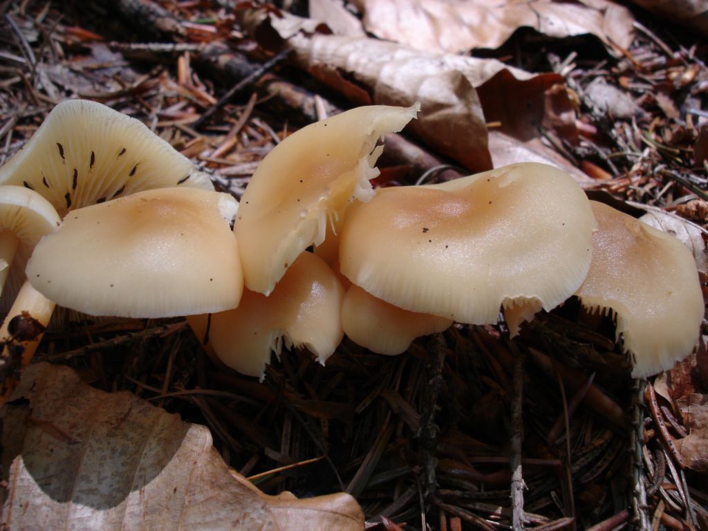 Bosco di Namos (BL) 25-06-2006